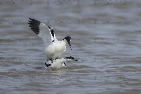 Pied avocet (Recurvirostra avosetta) two adult birds mating in a lagoon, England, United Kingdom, Europe