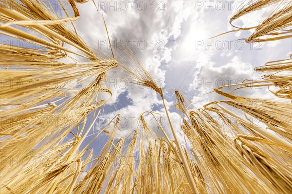 Sunlight penetrates a ripe grain field with Barley on a cloudy summer day, Cologne, North Rhine-Westphalia, Germany, Europe