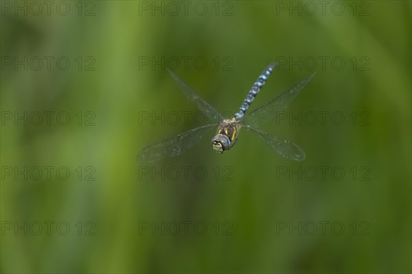 Migrant hawker dragonfly (Aeshna mixta) adult in flight, England, United Kingdom, Europe