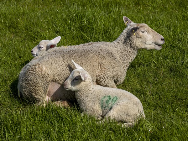 Sheep and lambs on the dyke at Hilgenriedersiel natural beach on the North Sea coast, Hilgenriedersiel, East Frisia, Lower Saxony, Germany, Europe