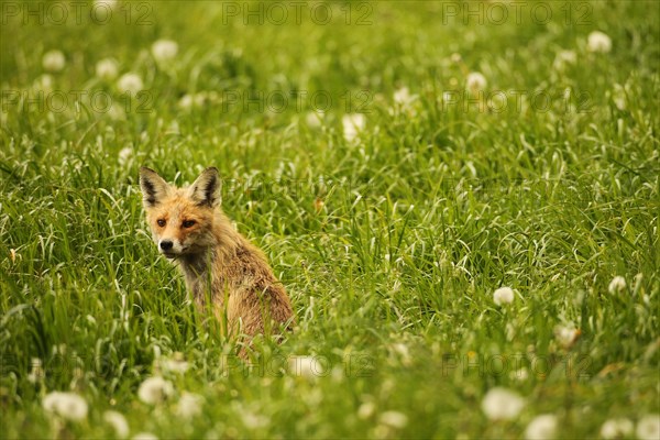 Fox (Vulpes vulpes) looking for fawns (Capreolus capreolus) in tall grass with faded common dandelion (Taraxacum) Allgaeu, Bavaria, Germany, Europe