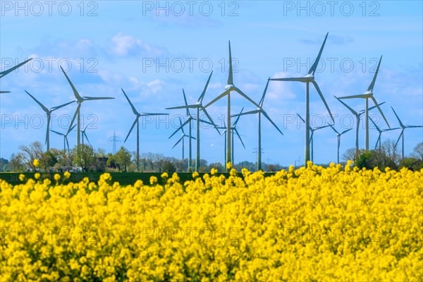 Wind turbines in the Luetetsburg wind farm behind a rape field on the North Sea coast, Hagermarsch, East Frisia, Lower Saxony, Germany, Europe