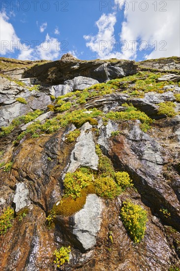 Yellow mountain saxifrage (Saxifraga aizoides) blooming in the mountains at Hochalpenstrasse, Pinzgau, Salzburg, Austria, Europe