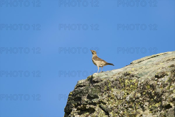 Water pipit (Anthus spinoletta) in the mountains at Hochalpenstrasse, Kaernten, Austria, Europe