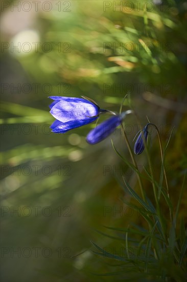 Earleaf bellflower (Campanula cochleariifolia) blooming in the mountains at Hochalpenstrasse, Pinzgau, Salzburg, Austria, Europe