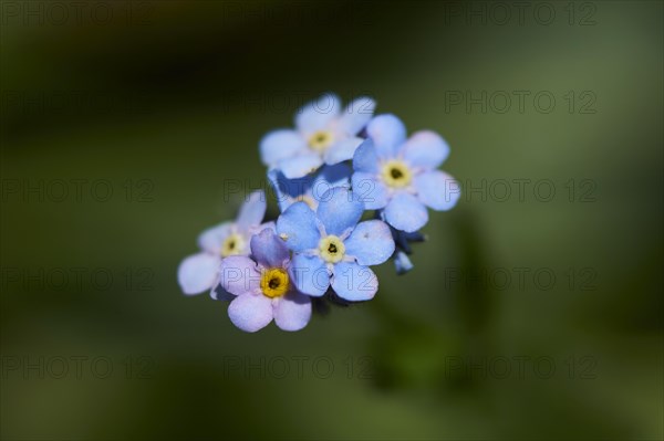 Wood forget-me-not (Myosotis sylvatica) blooming in the mountains at Hochalpenstrasse, Pinzgau, Salzburg, Austria, Europe