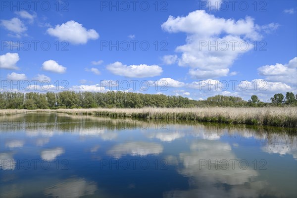 Pond landscape, reed, common reed (Phragmites australis) water, blue sky, white clouds, Thuringia, Germany, Europe