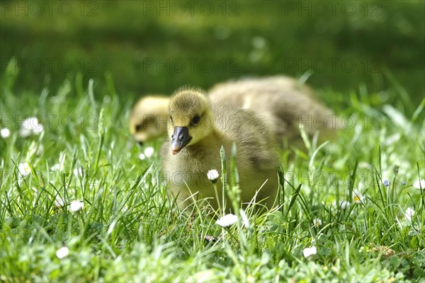 Greylag goose chicks, spring, Germany, Europe