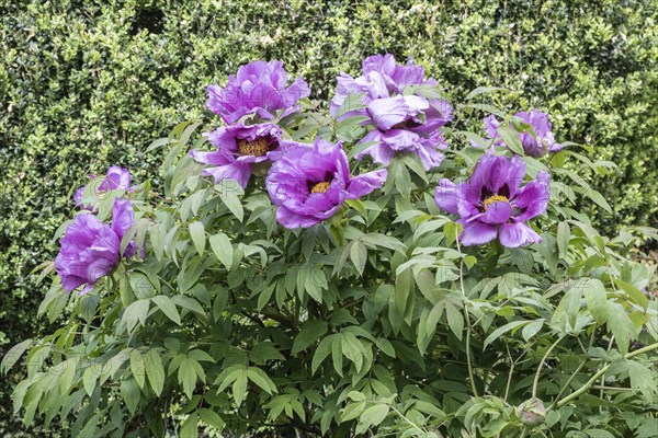 Tree peony (Paeonia suffruticosa), Weimar, Thuringia, Germany, Europe