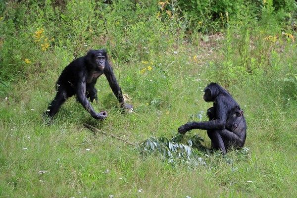 Bonobo, bonobo (Pan Paniscus), female, adult, young animal, male, family, Great ape, Primate, chimpanzee, captive