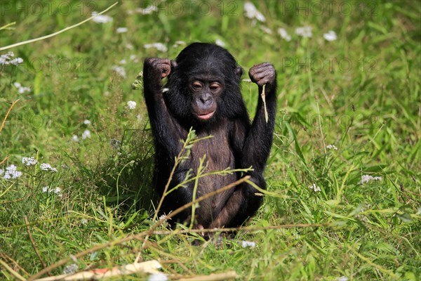 Bonobo, bonobo (Pan Paniscus), young animal, feeding, sitting, meadow, Great ape, Primate, chimpanzee, captive