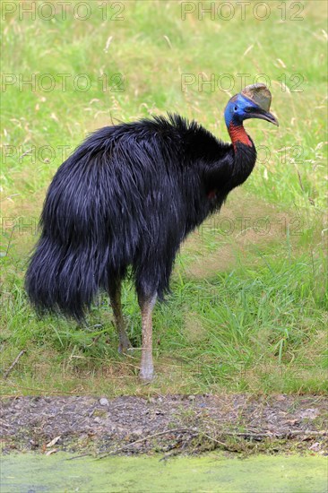 Northern cassowary (Casuarius unappendiculatus), adult, foraging, captive, Papua New Guinea, Oceania