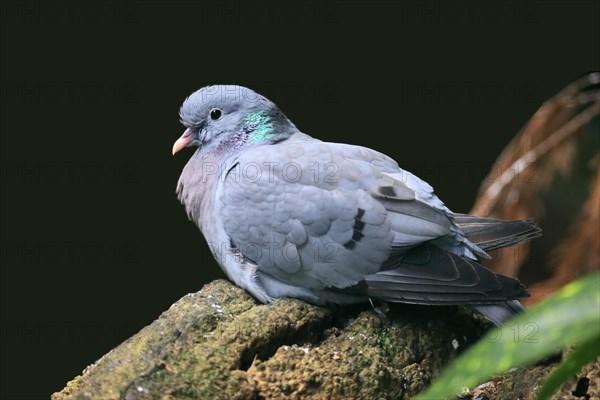 Stock dove (Columba oenas), adult, resting on rocks, captive, Germany, Europe