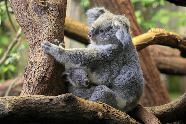 Koala (Phascolarctos cinereus), adult with young animal, on tree, alert, captive, Australia, Oceania