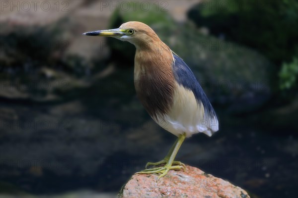 Javan pond heron (Ardeola speciosa), adult, alert, captive, India, Asia