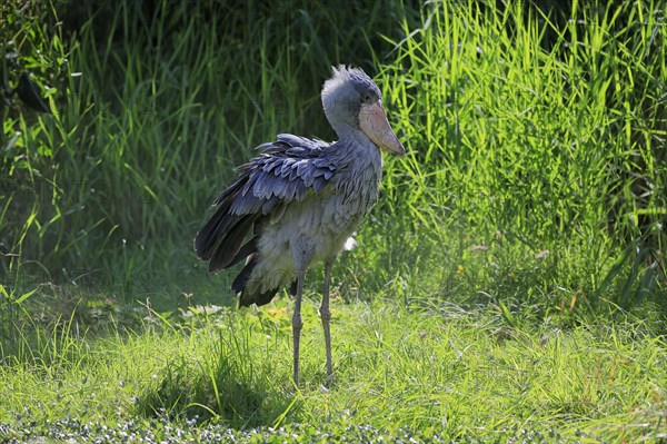 Shoebill (Balaeniceps rex), adult, foraging, captive