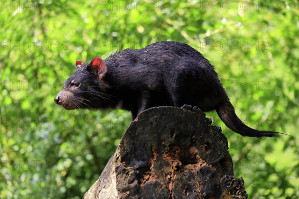 Tasmanian devil (Sarcophilus harrisii), adult, vigilant, on tree trunk, captive, Tasmania, Australia, Oceania