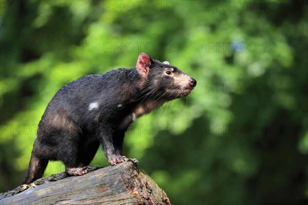 Tasmanian devil (Sarcophilus harrisii), adult, vigilant, on tree trunk, captive, Tasmania, Australia, Oceania