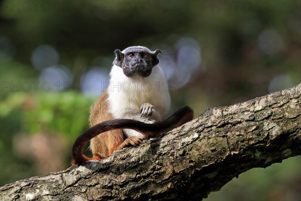 Pied tamarin (Saguinus bicolor), adult, tree, captive, Brazil, South America