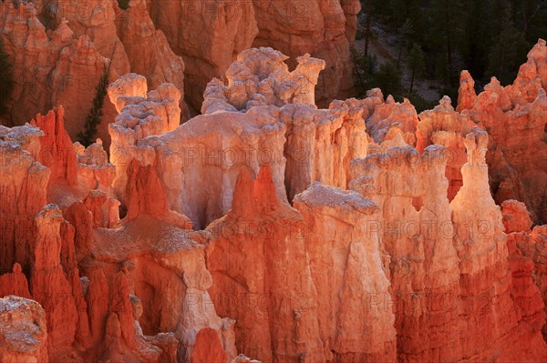 Morning light colours the eroded rock structures soft pink and orange, Bryce Canyon National Park, North America, USA, South-West, Utah, North America