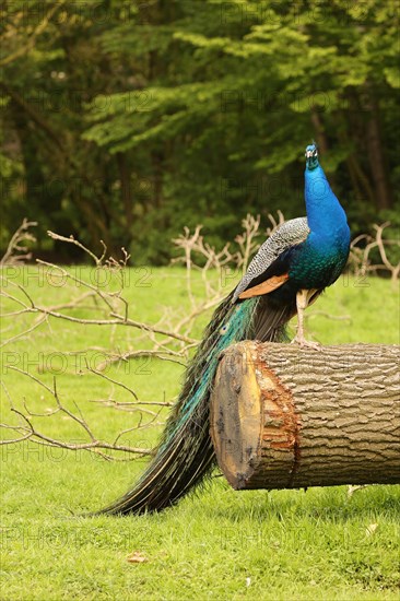 Indian peafowl (Pavo cristatus)