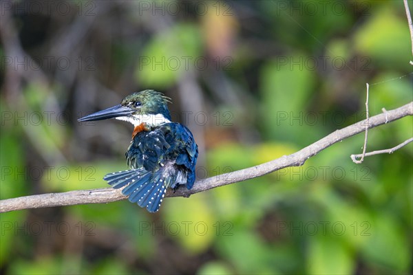 Green Kingfisher (Chloroceryle americana) Pantanal Brazil