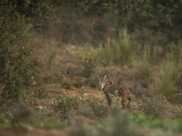 Pardell Lynx female, Iberian Lynx (Lynx pardinus), Extremadura, Castilla La Mancha, Spain, Europe