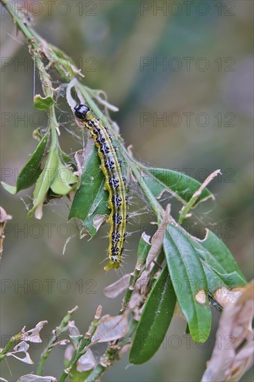 Box tree moth (Buxus sempervirens), spring, Germany, Europe