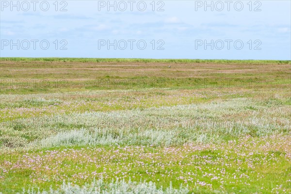 Salt marshes with many Sea thrift (Armeria maritima), also known as Lady's Cushion, Flower of the Year 2024, many delicate, purple (violet, pink) flowers, endangered species, endangered species, species protection, nature conservation, view to the horizon under a wide sky, Westerhever, Eiderstedt Peninsula, Schleswig-Holstein, Germany, Europe