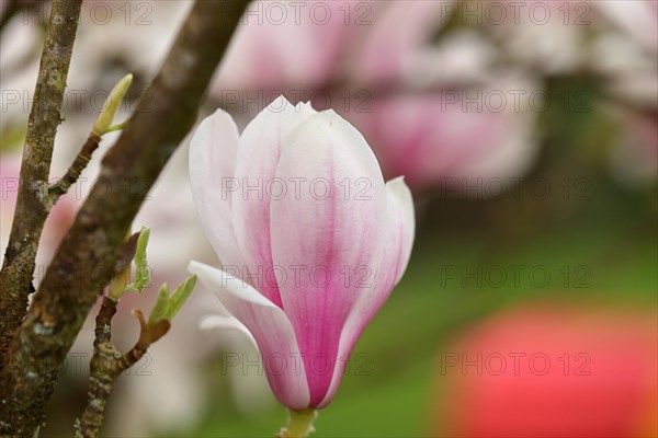 Chinese magnolia (Magnolia x soulangeana), flowers, North Rhine-Westphalia, Germany, Europe