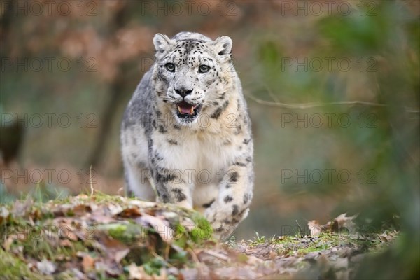 Snow leopard (Panthera uncia) sneaking through the forest, captive, habitat in Asia