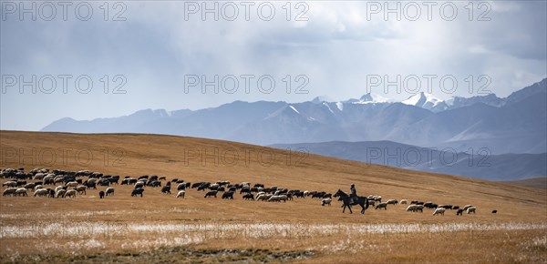 Nomadic life on a plateau, shepherd on horse, flock of sheep, dramatic high mountains, Tian Shan Mountains, Jety Oguz, Kyrgyzstan, Asia