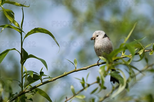 A Long-tailed tit (Aegithalos caudatus) on a branch with insects caught in its beak, Hesse, Germany, Europe