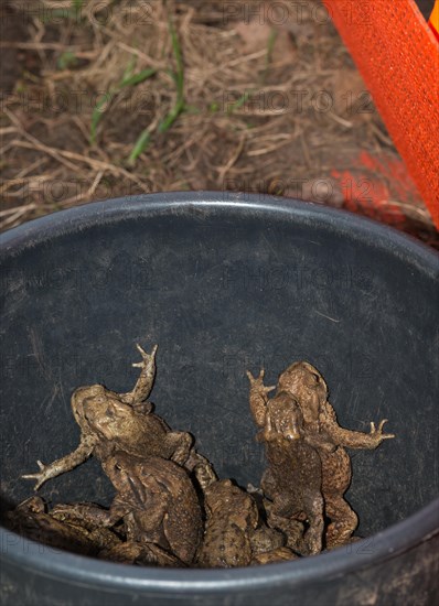 Common toads (Bufo Bufo), males, females, pairs in amplexus and single animals in a bucket next to an amphibian fence in the colour orange, protective fence, barrier, amphibians trying to escape from the bucket, protection, rescue, caught, trap, amphibian migration, toad fence, toad migration, species protection, animal welfare, mating, behaviour, danger, caught, trap, Lower Saxony, Germany, Europe