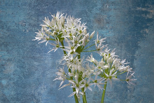 Wild garlic flowers (Allium ursinum) on a coloured background, Bavaria, Germany, Europe