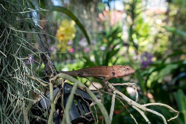 Image of lizard in tropical forest, close-up. Thailand