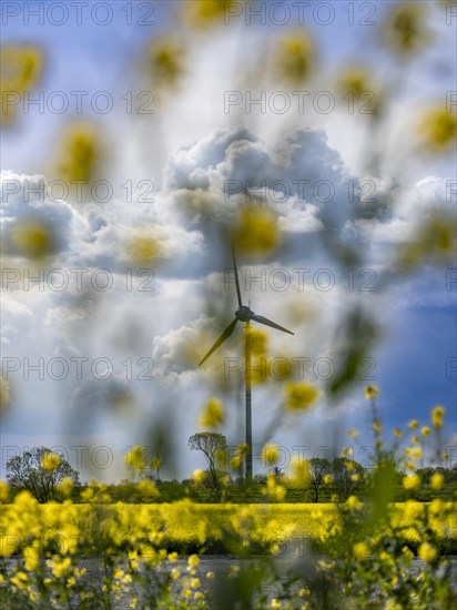 Wind turbines in the Norden wind farm behind a rape field on the North Sea coast, Norden, East Frisia, Lower Saxony, Germany, Europe