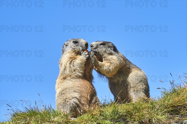 Alpine marmots (Marmota marmota) on a meadow with blue sky in the background in summer, Grossglockner, High Tauern National Park, Austria, Europe