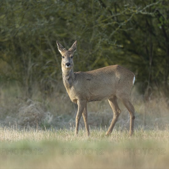 European roe deer (Capreolus capreolus) in winter coat, winter cover standing on a forest meadow, wildlife, Thuringia, Germany, Europe