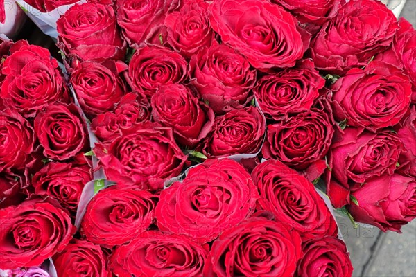 Many red rose heads (pink) close together, festive and colourful, flower sale, Central Station, Hamburg, Hanseatic City of Hamburg, Germany, Europe