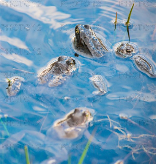 Common frog (Rana temporaria), amphibian of the year 2018, several animals swimming in a pond with fresh spawning balls during mating season, surrounded by a few stalks of aquatic plants, rushes in a pond, reflection of the blue sky on the water surface, frog spawn, behaviour, reproduction, metamorphosis, Lueneburg Heath, Lower Saxony, Germany, Europe