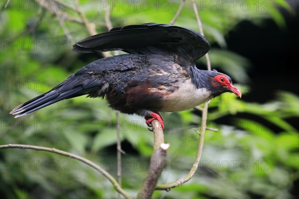 Papuan mountain pigeon (Gymnophaps albertisii), naked-eyed pigeon, Papua mountain pigeon, adult, perch, captive, New Guinea, Southeast Asia