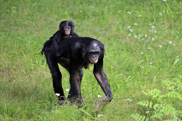 Bonobo, bonobo (Pan Paniscus), female, adult, young animal, foraging, Great ape, Primate, chimpanzee, captive