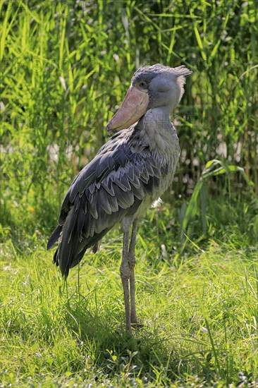 Shoebill (Balaeniceps rex), adult, foraging, captive