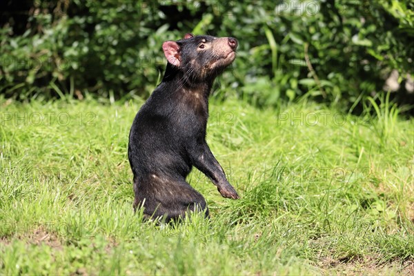 Tasmanian devil (Sarcophilus harrisii), adult, alert, upright, captive, Tasmania, Australia, Oceania