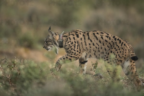 Pardell Lynx female, Iberian Lynx (Lynx pardinus), Extremadura, Castilla La Mancha, Spain, Europe