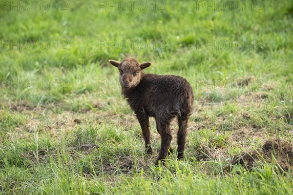 A small brown lamb stands in a meadow. Ouessant sheep (Breton dwarf sheep)