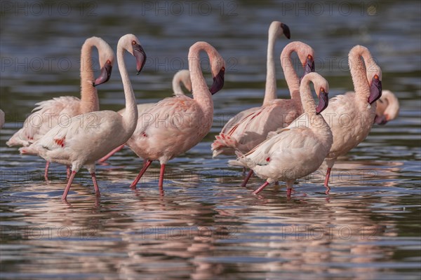 Lesser Flamingos (Phoeniconaias minor), Lake Ndutu, Ndutu Conservation Area, Tanzania, Africa