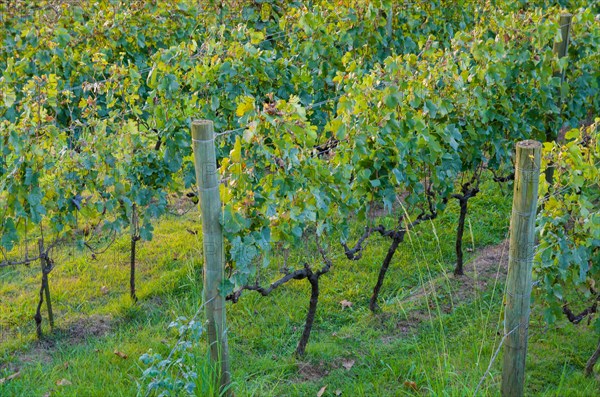 Vineyard of grapes in the Vale dos Vinhedos in Bento Goncalves, a gaucho wine