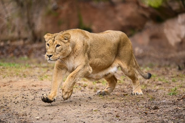Asiatic lion (Panthera leo persica) lioness running in the dessert, captive, habitat in India